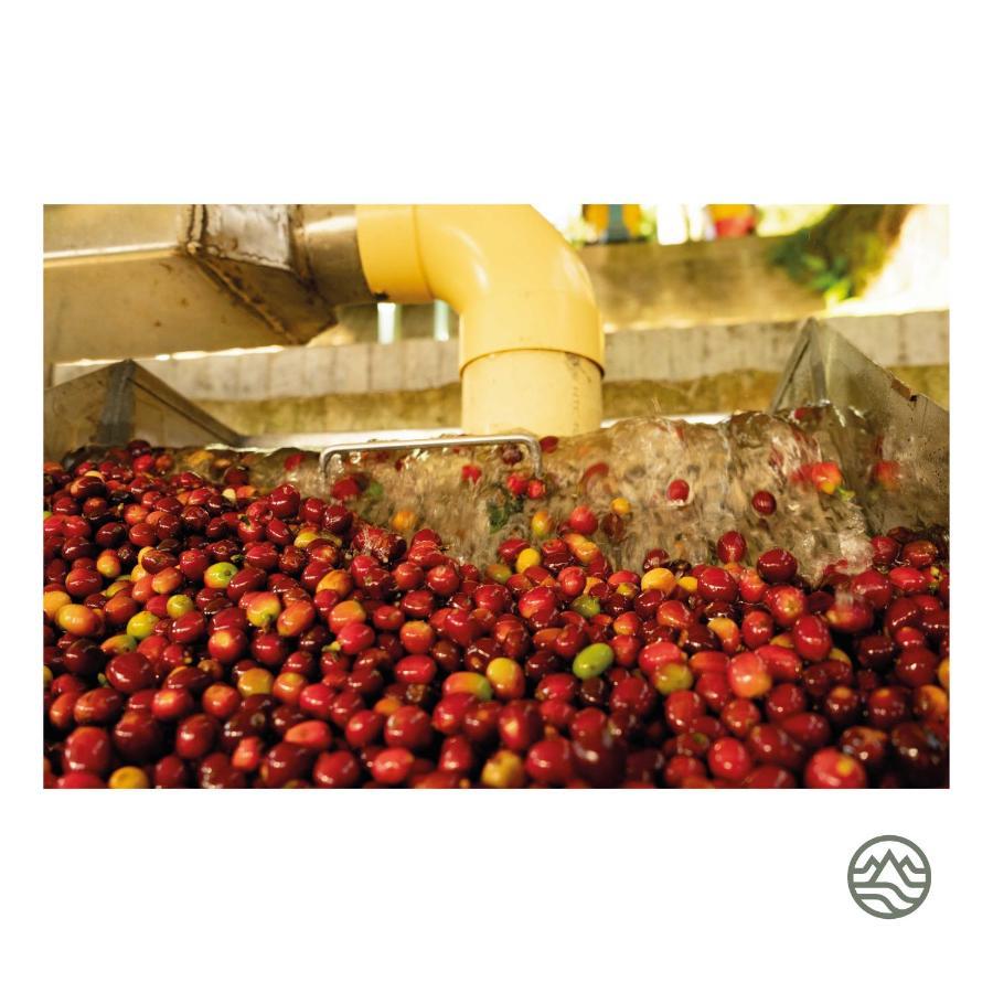 El Fenix Coffee 호텔 Calarcá 외부 사진